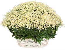 Цветочная композиция из Ромашки в корзине #REPLACE_PRED# Фокино Брянской области