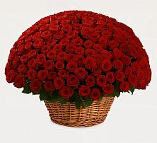 Премиум букет из: Розы в Фокино Брянской области